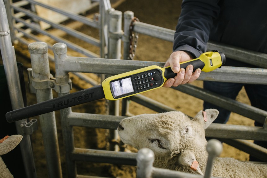 Ganadero usando bastón lector RFID junto a báscula ganadera