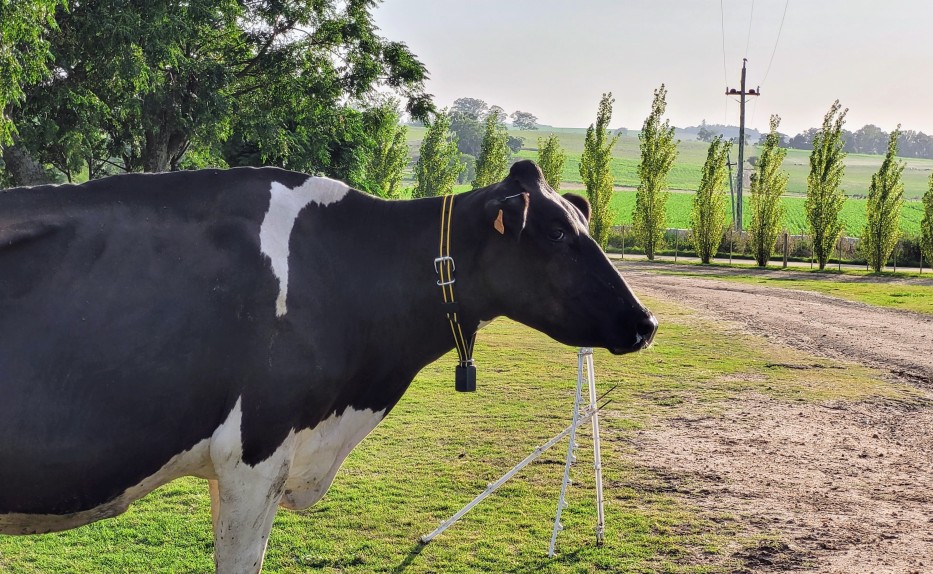 Cow in field with tag